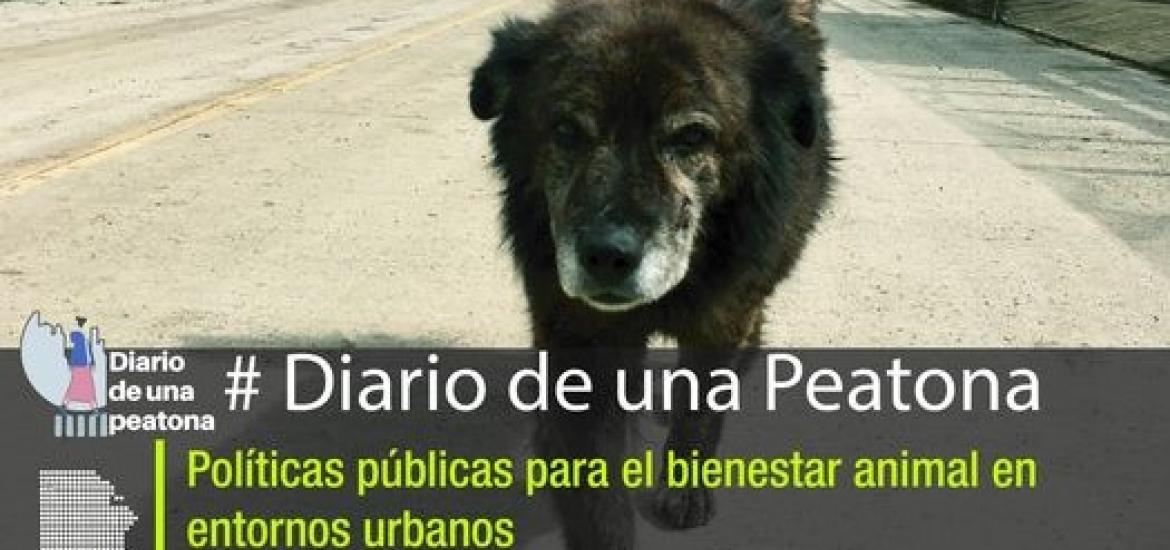 #DiarioDeUnaPeatona Tema: Políticas públicas para el bienestar animal en entornos urbanos 