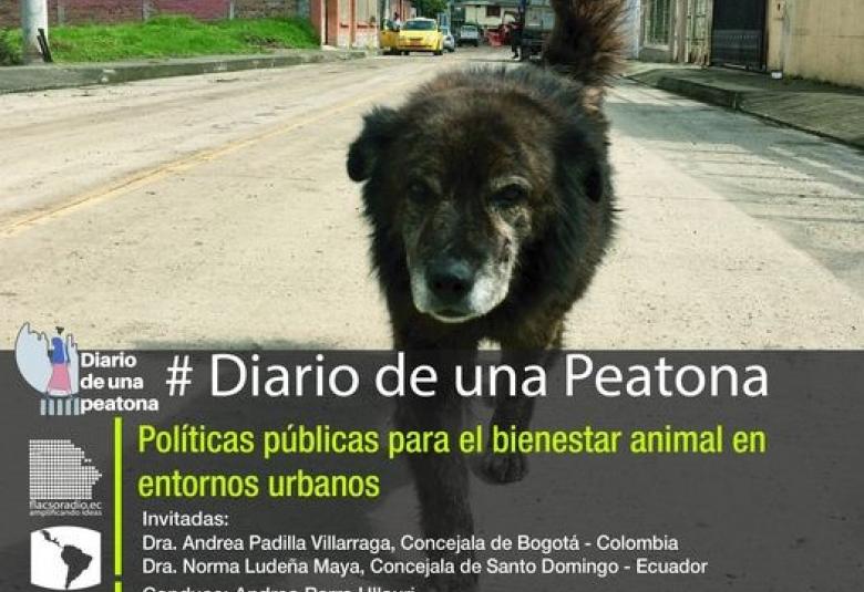 #DiarioDeUnaPeatona Tema: Políticas públicas para el bienestar animal en entornos urbanos 