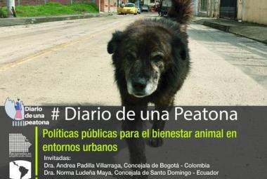 #DiarioDeUnaPeatona Tema: Políticas públicas para el bienestar animal en entornos urbanos 